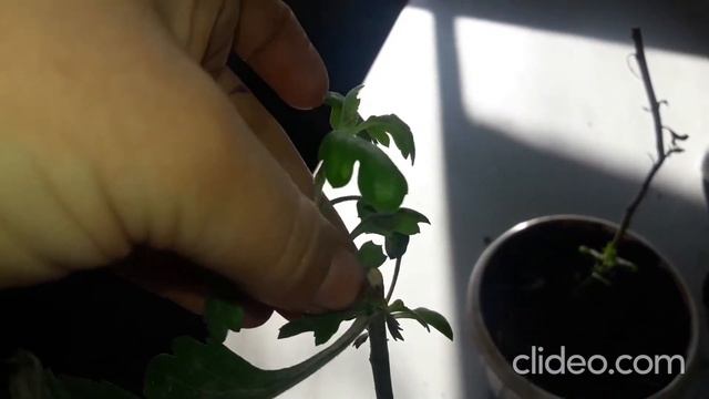 черенкование срезочной хризантемы