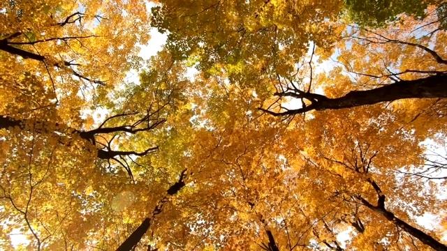 Meditation And Relaxation By Creation