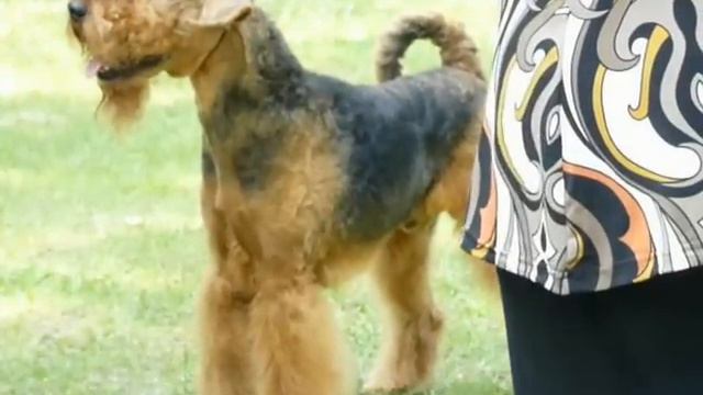 кобели,класс чемпионов,Шер Цефей.