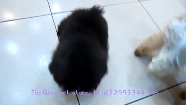 Teacup Poodle #948 - Teacup Poodle Toy Poodle Pocket Teacup Poodle