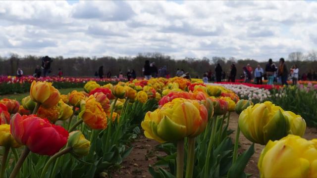 Colorful Tulips
