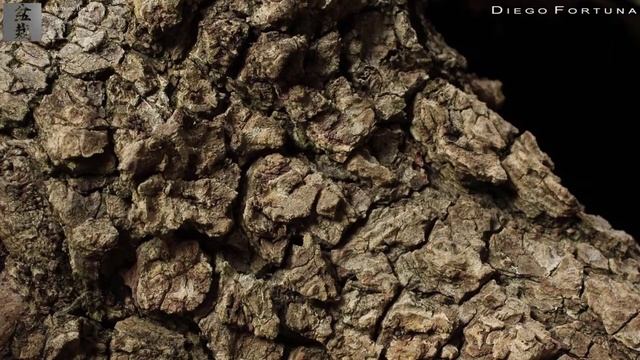 Ulmus Minor Bonsai By Diego Fortuna