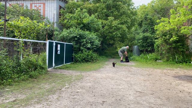 Лабрадор 6 месяцев Листик! Дрессировка с котиком Марсиком!