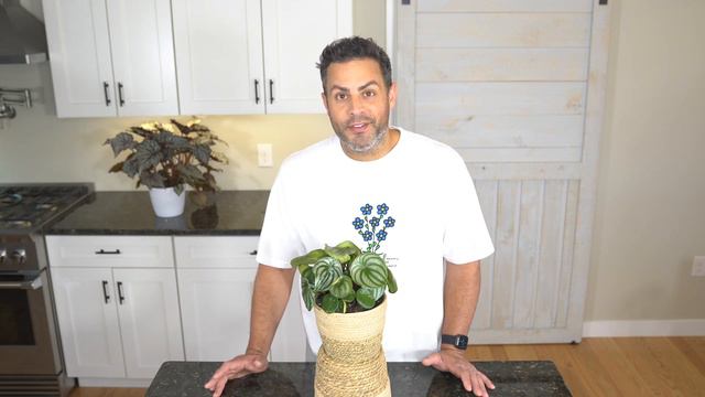 Houseplant Trends 2021: Watermelon Peperomia Care Tips And More!