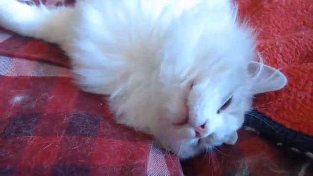 WARNING, SCAM Sent To Your Iphone!