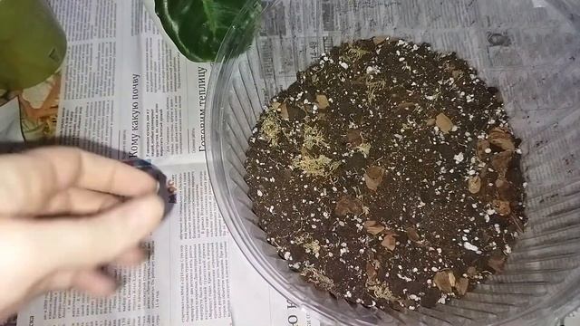 Филодендрон Бурле Макс  Покупка  Пересадка