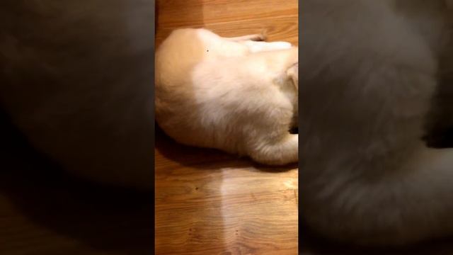 Золотистый ретривер Плуто, самая опасная собака в мире!