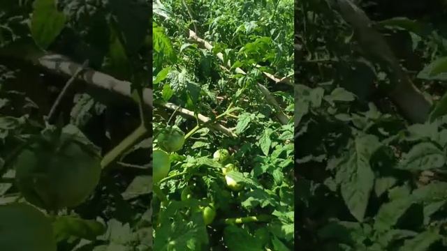 GSN 2004.  3 июня 2023 г.