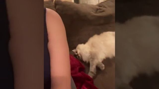 Котик просит ласки.mp4