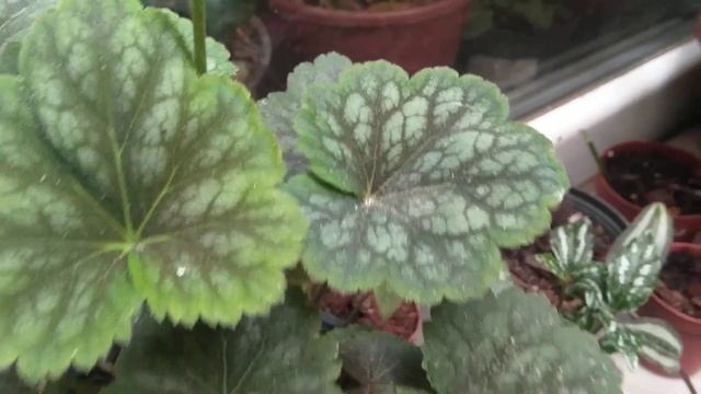 Ateş Feneri ( İzmir Oyası ) - Heuchera Americana Marvelous Marble