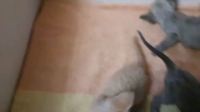 Котята Девон-Рекс 01.11.2020