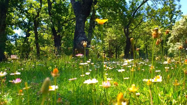 Nature Sounds,  Birds Singing
