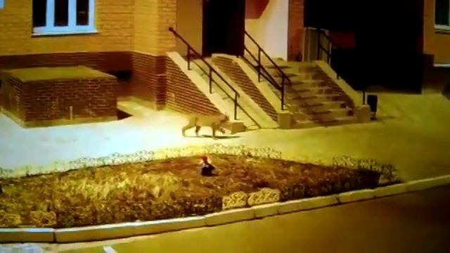 Ночную прогулку рыси в во дворе дома в Благовещенске запечатлели камеры наблюдения