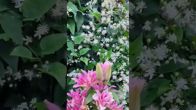 Добрый день!#пожелание #длятебя #счастья #света🌹