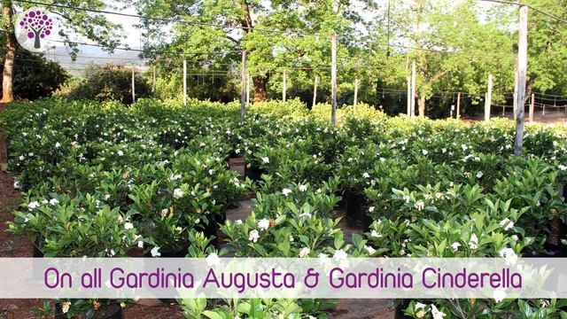 Gardenia Augusta And Gardenia Cinderella