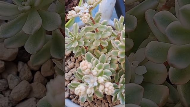 #Sedum Joyce Tulloch Variegado.