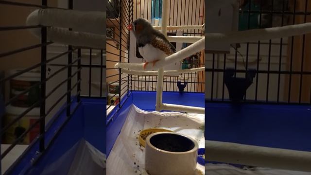 Как поёт зебровая амадина