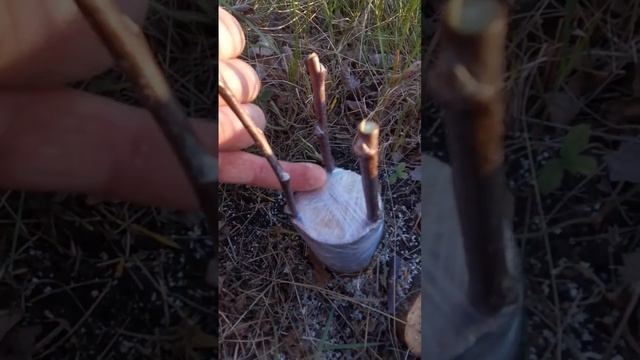 Прививка за кору. Самый простой способ. Часть 2. Easiest Way To Graft Trees. Part 2.
