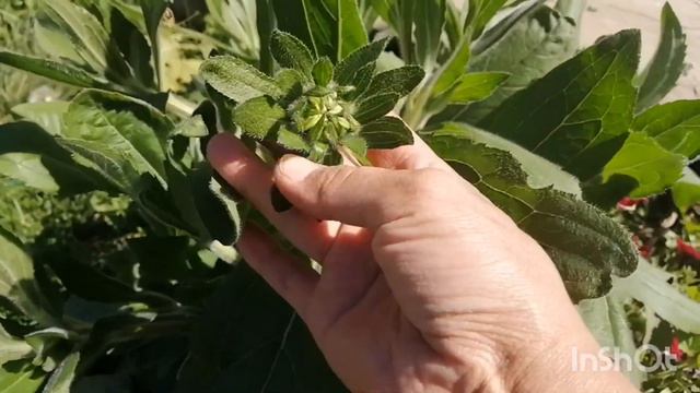 Обзор цветов 17 августа 2022 года