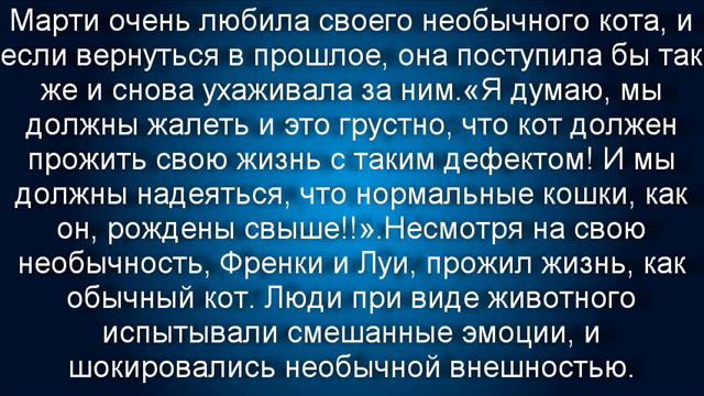 История жизни необычного кота - двуликого Френка и Луи.