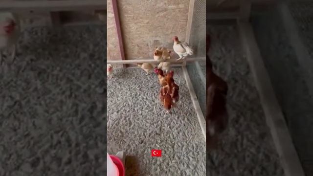 Ко Шамо палевый Турция ??/#shorts #2023 #куры #дакан #шамо