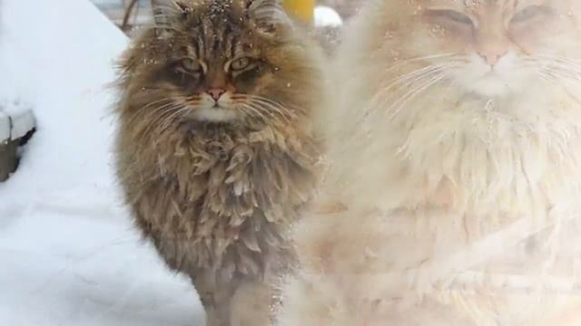 53af7410cd381b271da27af940664705