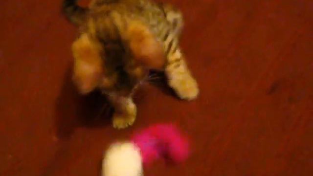 Маленький леопардик