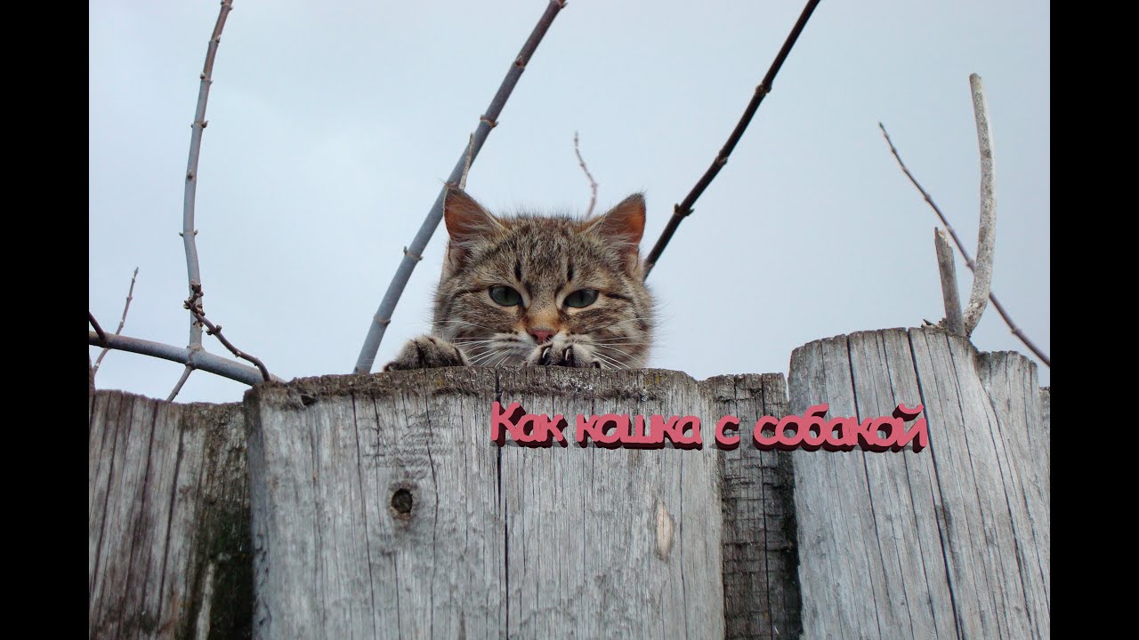 Как кошка с собакой