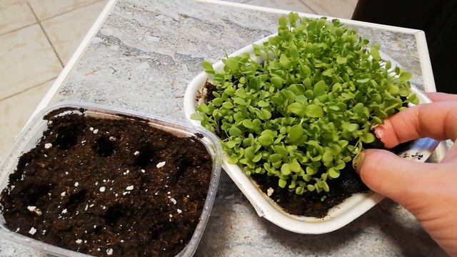 Пикеровка петунии