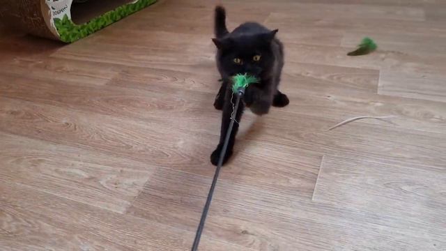 Новые жильцы в нашем доме!!! Каштана отправила в стационар для реабилитации...