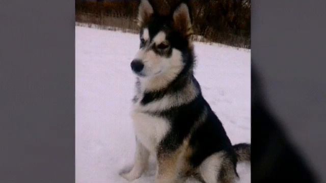 Просто слайд-шоу моей собачки 🐶🐕      передаю привет