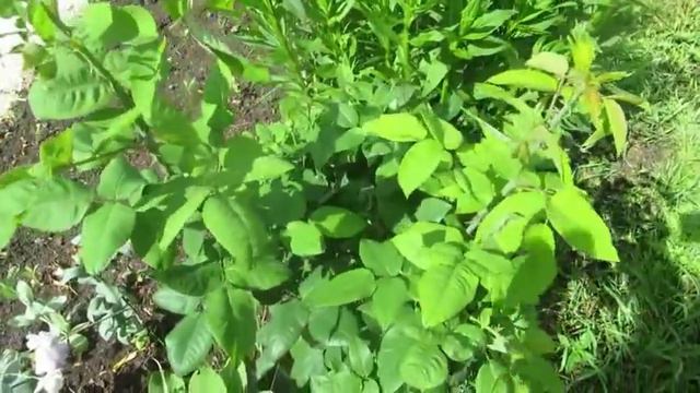 Дача-июнь 2019. Розы, черенки роз и петуния.