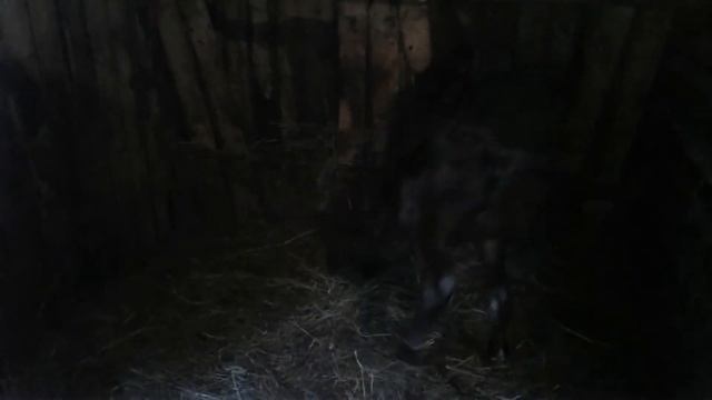 Работы по хозяйству: кормление коров в обед !