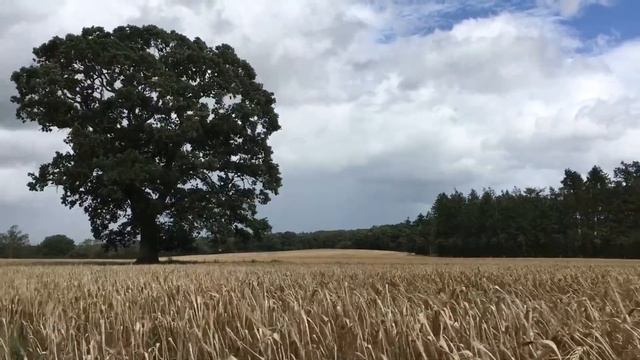 Расслабляющие звуки природы для сна и медитации