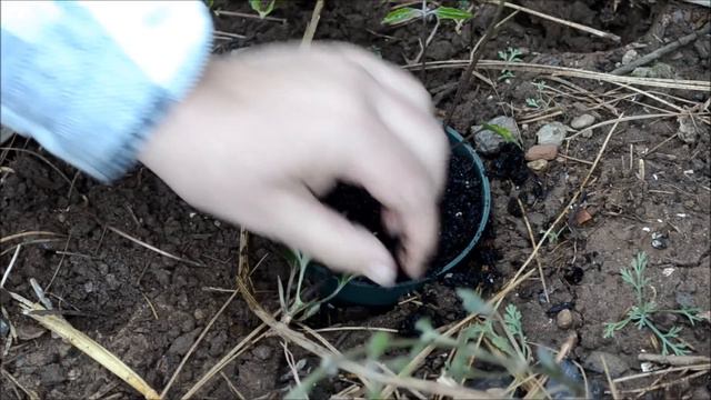 How To Propagate Clematis By Layering (get Them To Root Faster)
