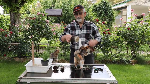 EL CEBOLLINO: El Cultivo Completo Del Cebollino.