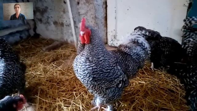 Левамизол курам несушкам как разводить и давать, дозировка