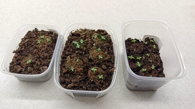 Рассада эустомы сильно вытянулась,что делать выбросить или можно спасти.27.01.2023