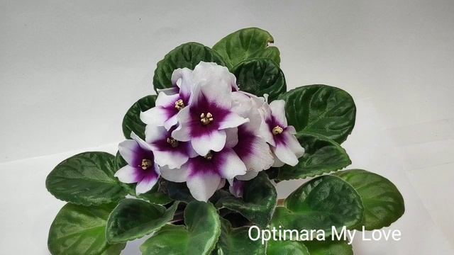 Optimara Michelangelo ,Optimara Mississippi,Optimara MyLove,Optimara MySensation,Optimara New Mexic