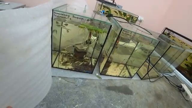 НОВИНКА НА РАЗВОДНЕ! РЫБКИ, АКВАРИУМЫ!!!