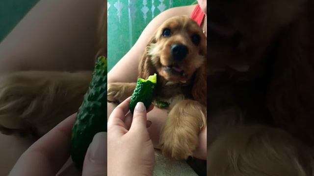 Щенок обожает огурцы. Кокер-спаниель Молли кушает огурчик