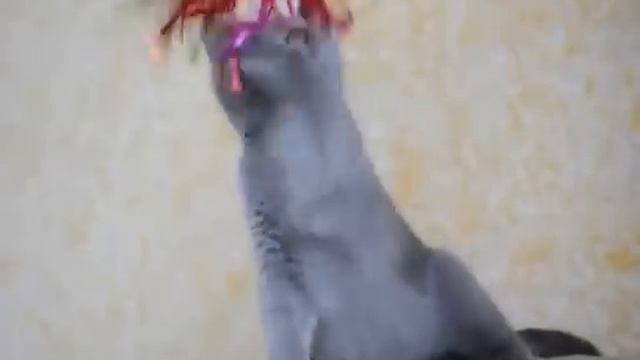 Очаровательные лиловые котята в игре