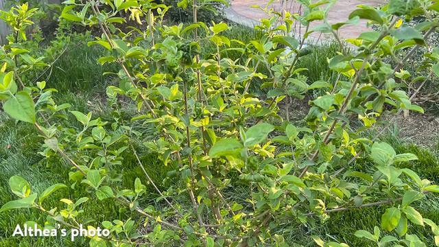 Flower Farming, Forsythia, And Fabulous Container Design Tips With Renee Clermont | Episode 34