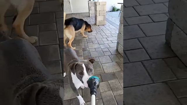 VID-20240811-WA0000.mp4