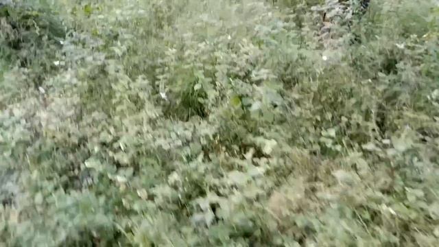 Видео 2 Тест камеры Meizu M3 Mini