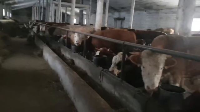 Fba99acf66bdcc27c4200298388632c0