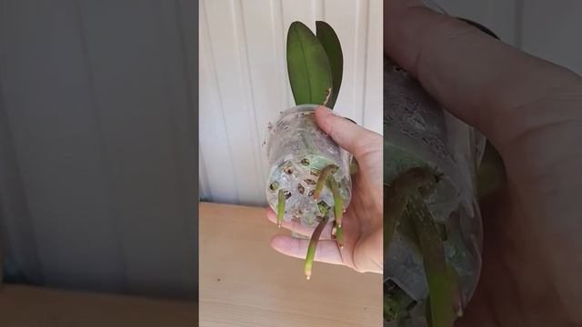 3737315f60873629dcd95715ba32beb4