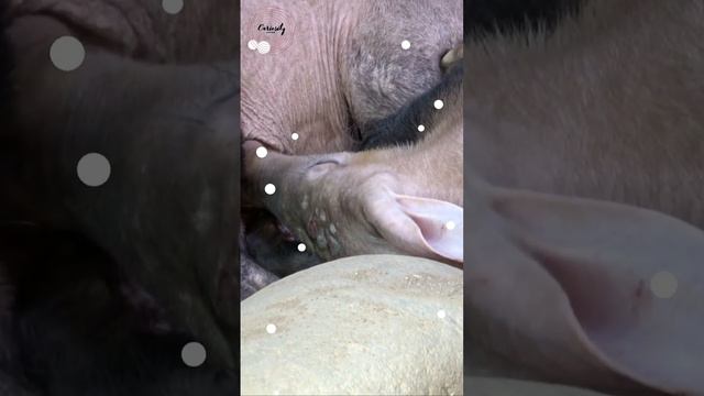 60ba107f02db6655eedef5662bc2bed0