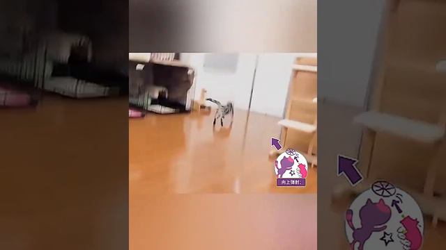 Вращающийся пистолет BOBO Catapult/Интерактивные товары для домашних животных Cat