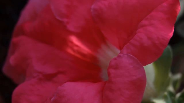 Petunia Inspiration